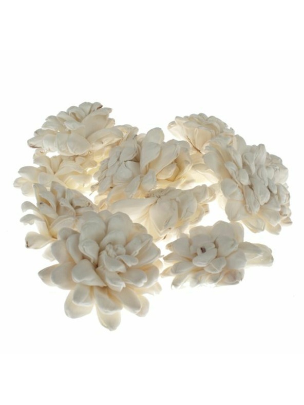 Casa de Engel Dried Chrysanthemum - Set of 12pcs, 0/40